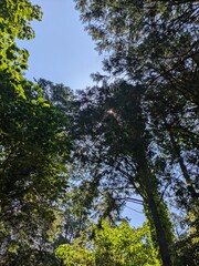 Fototapeta premium trees and blue sky