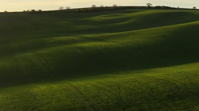 Aerial drone view of rolling green wheat fields with soft undulating wave-like hills and tree silhouettes along the ridge, Moravia, Czech Republic.