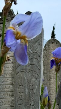 Quranic surah verses in Arabic calligraphy carved on ancient Ottoman tombstones at Suleymaniye cemetery. Historical graves near Sultan Suleiman and Haseki Hurrem Sultan Roxelana mausoleums.