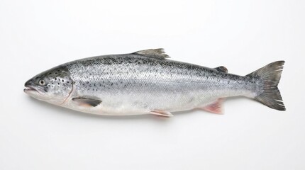 Fototapeta premium Whole Fresh Raw Atlantic Salmon Fish Isolated on White Background, Top View of Uncooked Seafood for Healthy Diet and Gourmet Cooking