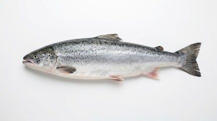 Fototapeta premium Whole Fresh Raw Atlantic Salmon Fish Isolated on White Background Studio Shot for Culinary and Seafood Concept