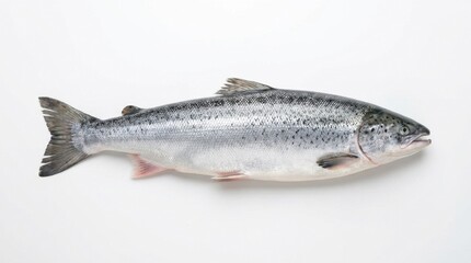 Obraz premium Fresh Whole Atlantic Salmon Isolated on White Background, Raw Silver Seafood Ingredient for Gourmet Cooking and Healthy Eating