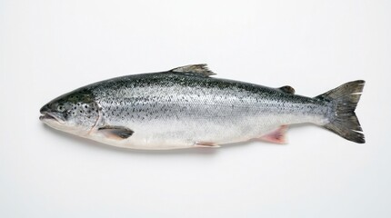 Fototapeta premium Fresh Whole Atlantic Salmon Isolated on White Background - Raw Seafood Protein for Healthy Cooking and Diet