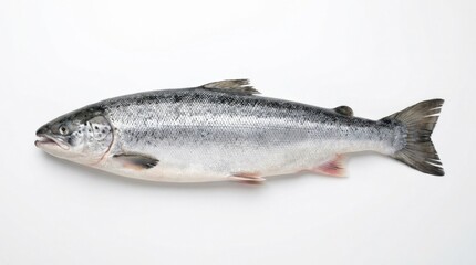 Fototapeta premium Whole Raw Fresh Atlantic Salmon Fish Isolated on White Background for Culinary and Seafood Marketing