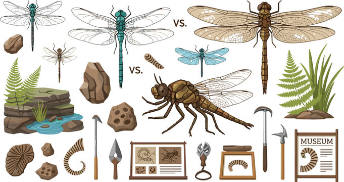 Prehistoric giant dragonfly fossil excavation and museum display elements set featuring modern insect comparison vectors for paleontology science textbook design