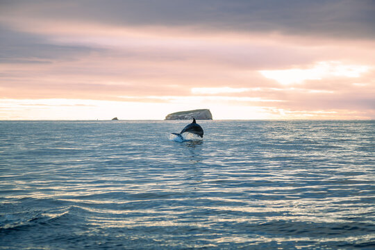 Dolphin 