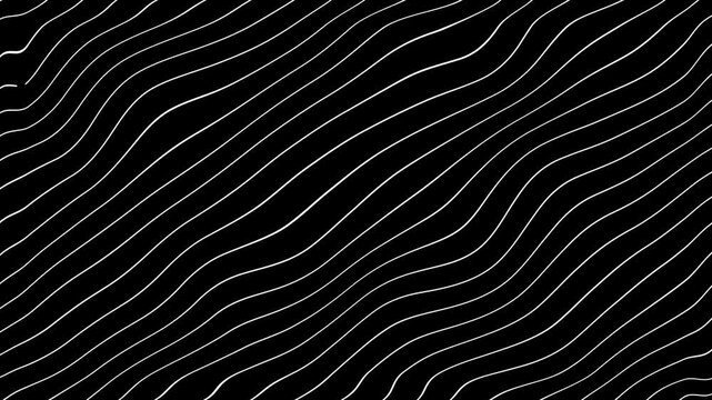 Grey abstract curved wavy lines on black background.
curvy lines pattern seamless loop copy space background animation. Abstract white wavy lines on black background animation.
