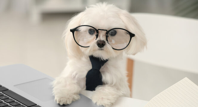 Cute white Bolognese dog in tie and eyeglasses sitting at workplace with laptop in office