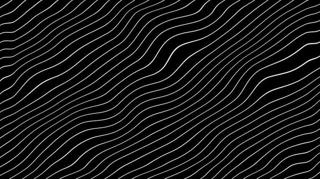 Grey abstract curved wavy lines on black background.
curvy lines pattern seamless loop copy space background animation. Abstract white wavy lines on black background animation.