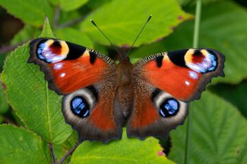peacock butterfly © Patrick