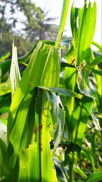 Damaged corn leaves infested by fall armyworm blowing in the wind. Close-up footage showing agricultural pest destruction and crop health issues in a field. Perfect for farming and environmental media