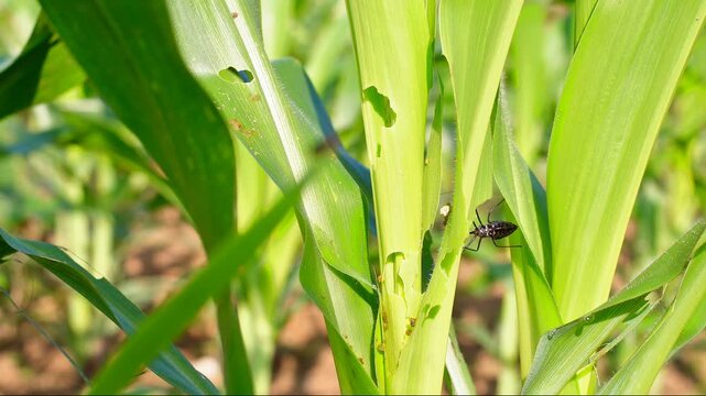 Assassin bug (Reduviidae) hunting on a maize plant damaged by fall armyworm (Spodoptera). Close-up footage of natural biological pest control in a cornfield. Perfect for agricultural research