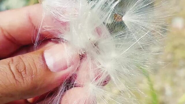 Calotropis Procera Milkweed Seeds and Silk Natural Dispersal Process