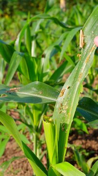 Hand inspecting damaged corn leaves eaten by fall armyworms in an agricultural farm, illustrating pest infestation and impact on crop health