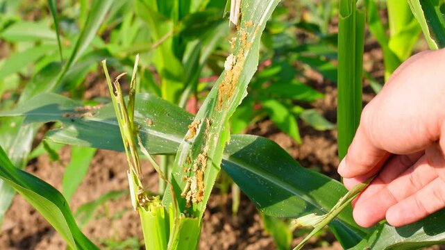 Hand inspecting damaged corn leaves eaten by fall armyworms in an agricultural farm, illustrating pest infestation and impact on crop health