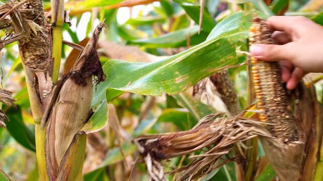 Farmer inspecting damaged corn on the cob in a field. Close-up of hands checking for crop disease or pest infestation. Essential footage for agriculture, farming challenges, and food security concepts