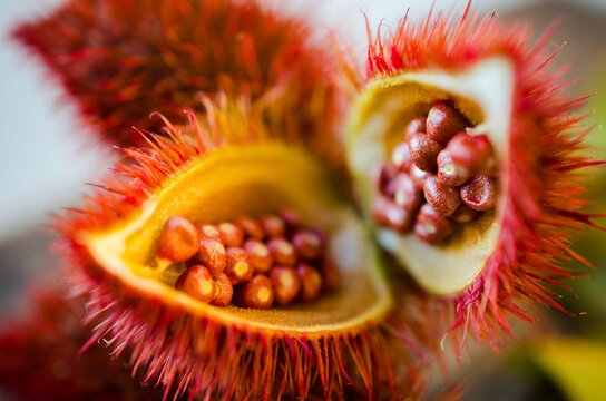 Open annatto pods with seeds in selective focus macro view