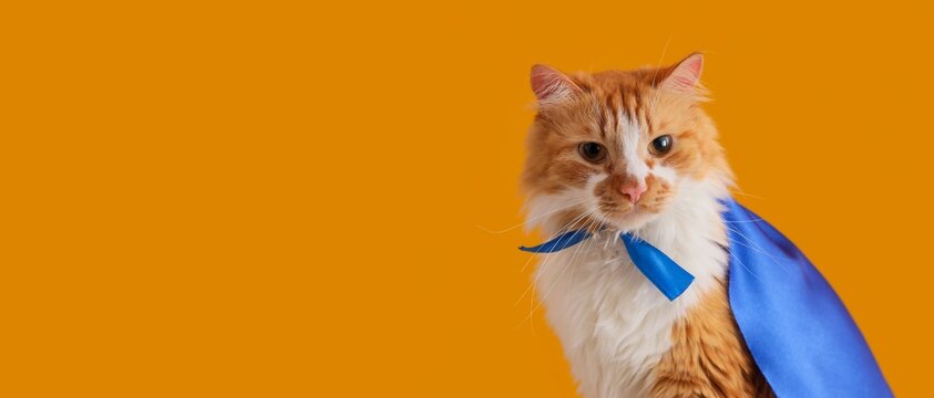 Ginger and white cat wearing blue superhero cape and bow tie, pet hero concept, animal power and protection