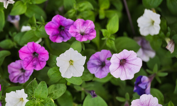 Beautiful petunias in a hanging basket