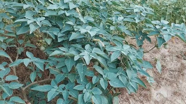 Wild Datura Stramonium Jimsonweed Green Plant Bush in Nature Field