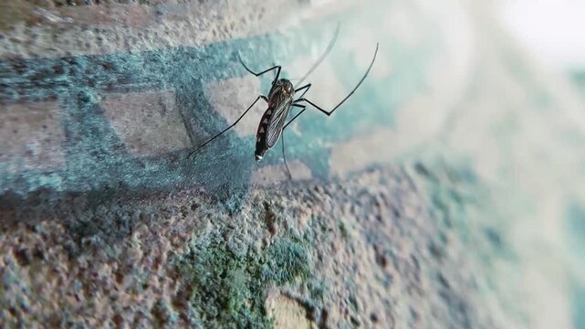 Macro Shot of Dangerous Mosquito Sitting on Textured Surface