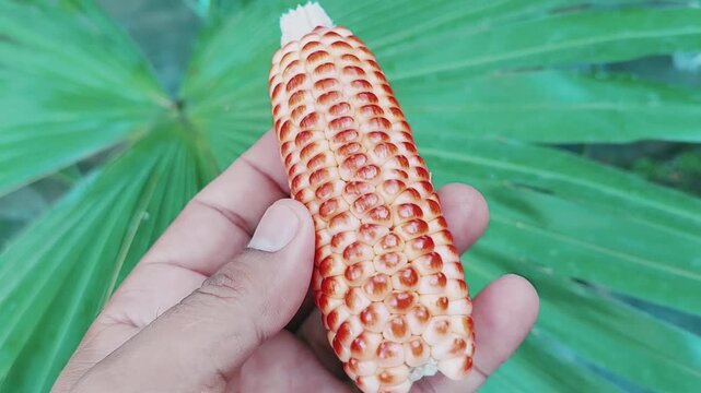 Unique Red And White Corn Cob Held Outdoors In Hand