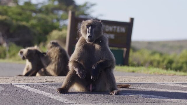 Centered portrait shot of baboon monkey sitting on road in sunlight