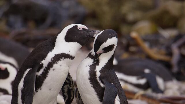 Close-up of wild African penguin couple interacting, selective focus