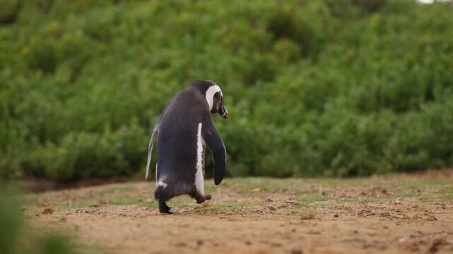 Adorable African penguin walks by green bushy landscape, close view