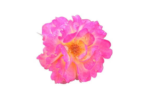 Single beautiful pink rose bloom cutout, isolated close-up.