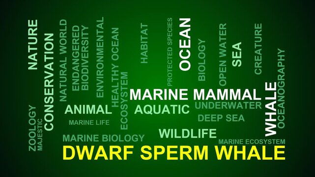Dwarf Sperm Whale Word Cloud