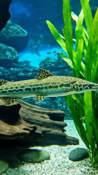 Spotted gar fish swimming in an aquatic enclosure with driftwood and green plants