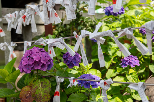 Fortune Paper Strips Tied Among Purple Hydrangea Flowers