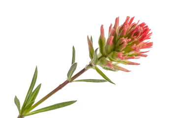 Fototapeta premium A single indian paintbrush wildflower with vibrant red and green bracts, isolated on a black background, for botanical and nature