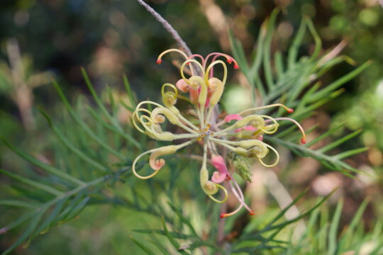 Australian Native Grevillea Flower - Peaches and Cream Spider Flower Close-up