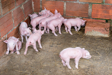 Pink piglets exploring a rustic barn, walking and resting on the dirty ground amidst straw, highlighting the early stages of animal husbandry and farm life © VICTOR A ARGUELLO
