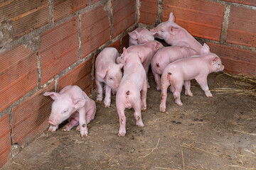 Group of young pink piglets actively exploring their pen inside a stone barn, representing the vibrant agriculture industry and farm life, showing pig breeding © VICTOR A ARGUELLO