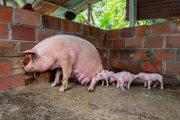 Mother sow feeding piglets in a rustic farm environment, representing animal husbandry, sustainable farming, and livestock thriving in a rural setting © VICTOR A ARGUELLO