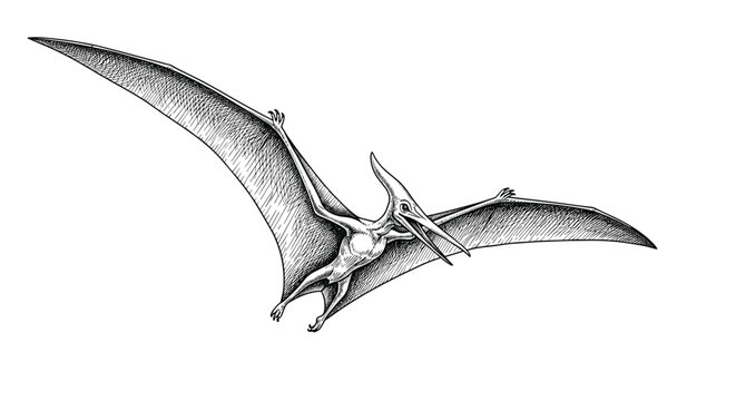 Vintage style engraving of a pterodactyl flying reptile with spread wings shown in a dynamic pose against a plain background.