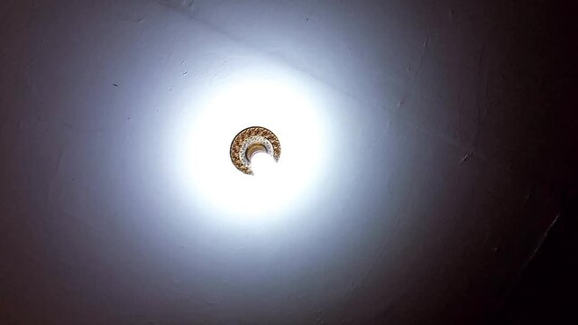 Close up of Light bulb on white plasterboard ceiling going on and off. Turning, switching on and off light. Point of view, POV. Power failure. Lights going out fast, quickly, sharply.