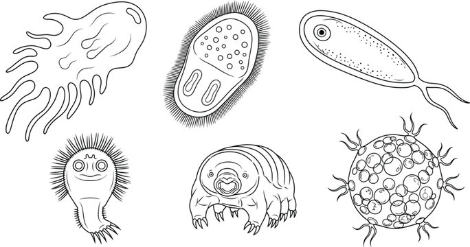 Collection of diverse microscopic organisms hand-drawn vector illustrations of amoeba paramecium tardigrade and bacteria for scientific or educational use