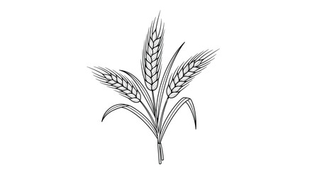 Obraz premium Detailed hand drawn sketch illustration of a bundle of wheat ears with long leaves isolated on a white background.