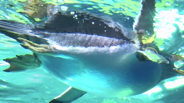 Low angle, closeup shot of Gentoo penguin, Pygoscelis Papua, swimming freely underwater. 4K