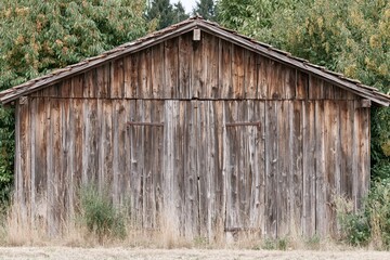 Naklejka premium Weathered wooden barn with rustic vertical planks and rusty hinges, surrounded by lush green trees.