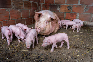 Sow mother pig resting with newborn piglets in barn, illustrating animal husbandry, livestock farming, and the care for young farm animals © VICTOR A ARGUELLO
