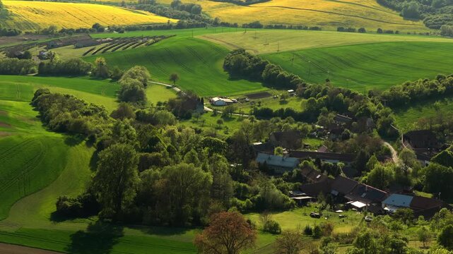 Aerial drone view of a small Czech hamlet nestled among green trees with vast yellow rapeseed fields and rolling hills spreading to the horizon, Moravia, Czech Republic.