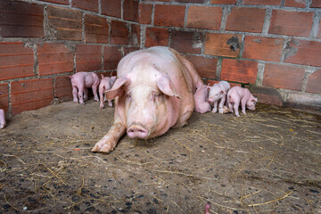 Mother pig lying in a pen with a litter of adorable pink piglets standing around, representing animal husbandry, farm life, and new life in rural agriculture © VICTOR A ARGUELLO