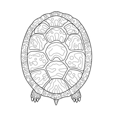 Turtle shell artwork; black line art