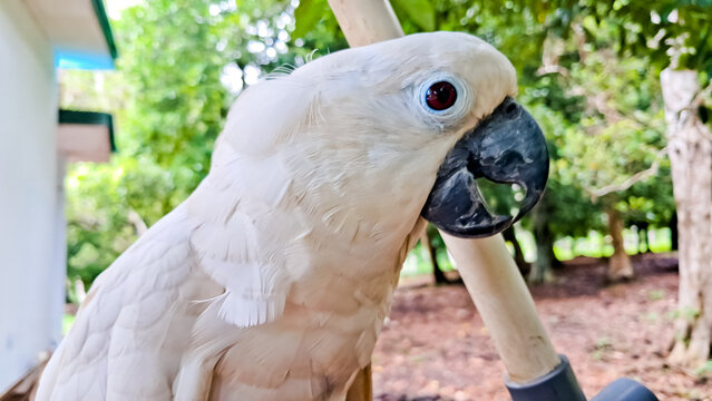 Close-up photo of the umbrella cockatoo (Cacatua alba), an exotic bird with a large crest from North Maluku that is elegant.