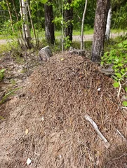 An anthill in a mixed forest. In summer. © Марина Дубьяга